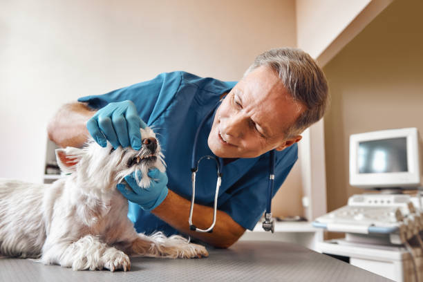 Best Emergency Treatment for Dental Infections or Abscesses in White City, FL